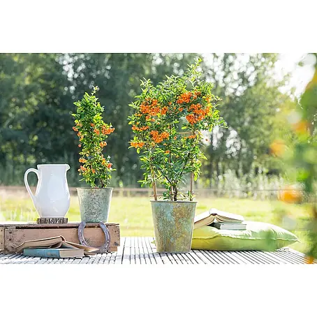 Pflanzen für dich  Feuerdorn 40-60 cm