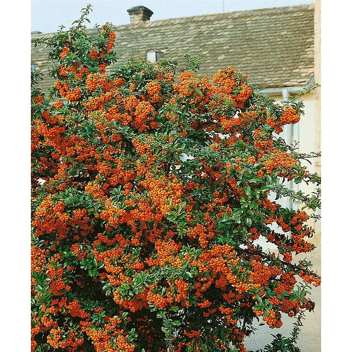 Pflanzen für dich Feuerdorn 40-60 cm - Pyracantha coccinea 'Orange Glow', 40 cm - 60 cm, Weiß - Kräftiger Strauch mit vielen orangefarbenen Beeren und grünen Blättern, vor einem Gebäude wachsend.