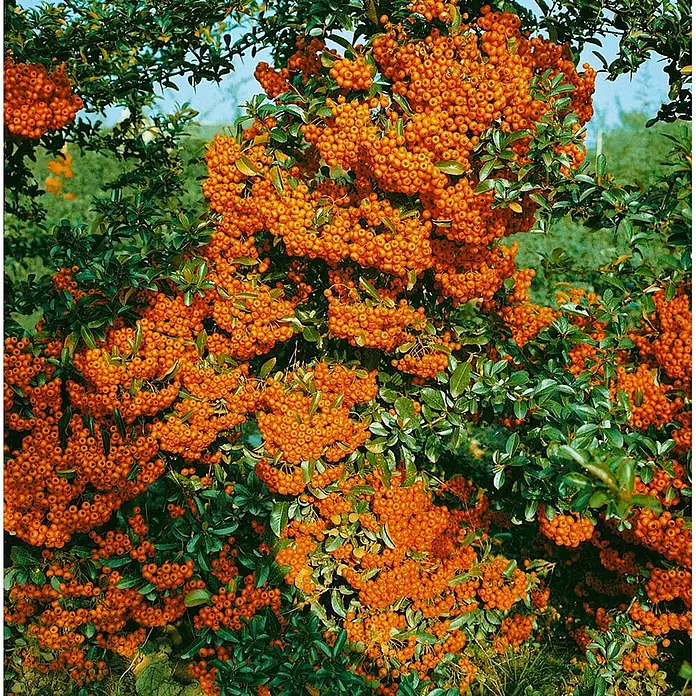 Pflanzen für dich Feuerdorn 40-60 cm - Pyracantha coccinea 'Orange Glow', 40 cm - 60 cm, Weiß - Strauch mit zahlreichen leuchtend orangefarbenen Beeren und grünen Blättern.