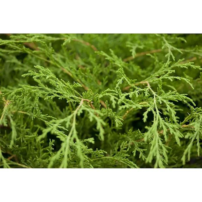 Pflanzen für dich Kriechwacholder 20-30 cm - Microbiota decussata - Nahaufnahme von leuchtend grünem Nadelgehölzlaub.