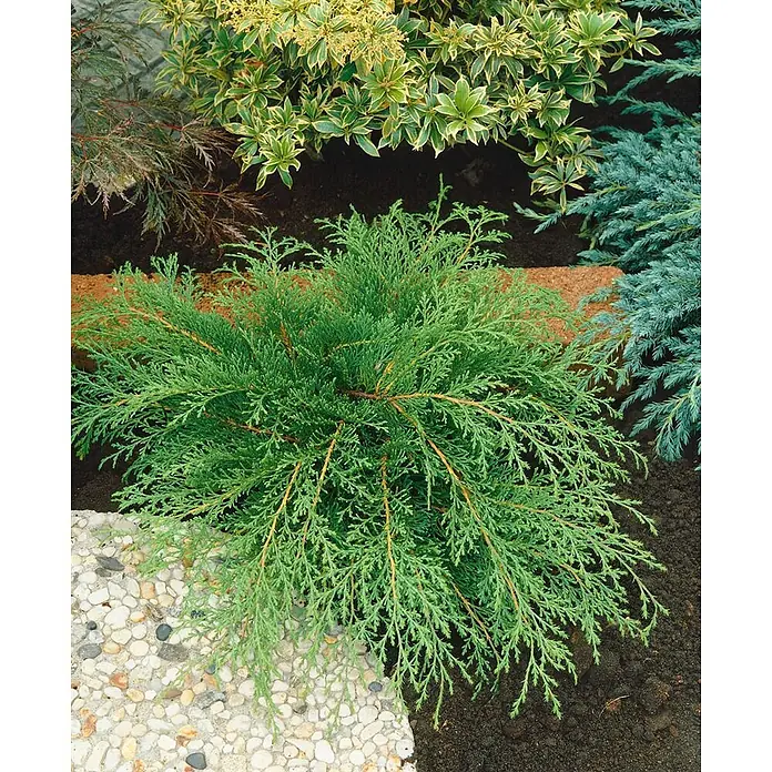 Pflanzen für dich Kriechwacholder 20-30 cm - Microbiota decussata - Ein leuchtend grüner, federartiger Koniferenstrauch.