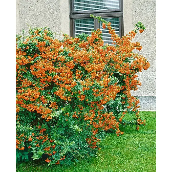 Pflanzen für dich Feuerdorn 40-60 cm - Pyracantha coccinea 'Orange Glow', 40 cm - 60 cm, Weiß - Üppiger Strauch mit grünen Blättern und zahlreichen leuchtend orangefarbenen Beeren.