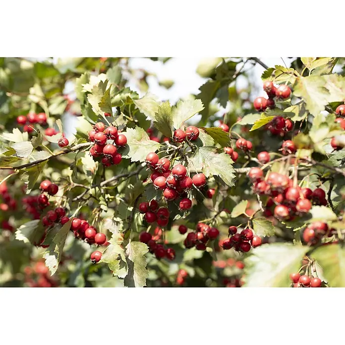 Pflanzen für dich Feuerdorn 150-200 cm - Crataegus coccinea, 150 cm - 200 cm, Weiß - Helle, kleine rote Beeren mit grünen Blättern an einem Zweig, von Sonnenlicht beleuchtet.