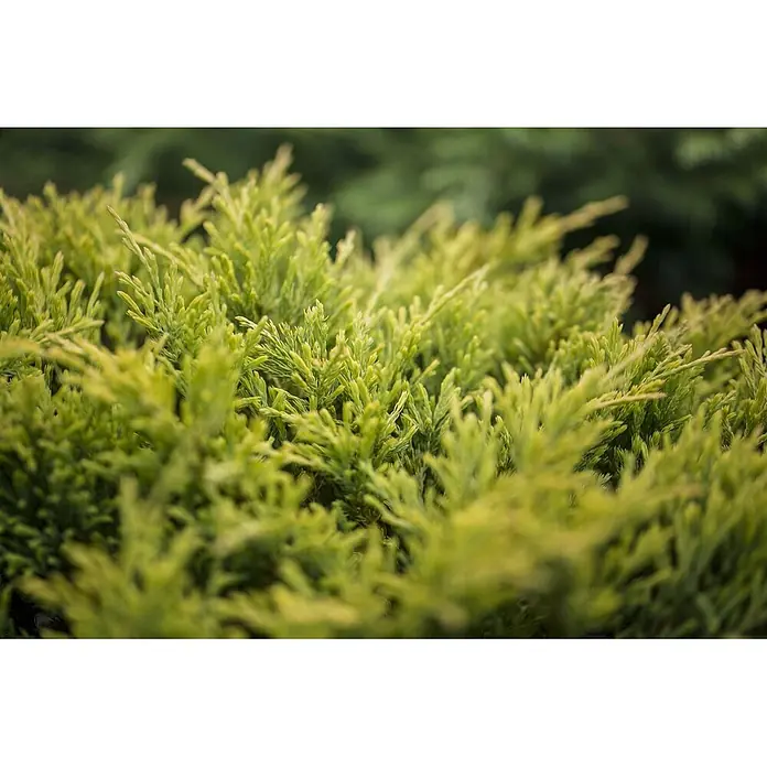 Pflanzen für dich Kriechwacholder 20-25 cm - Juniperus horizontalis 'Limeglow' - Nahaufnahme von hellgrünem, fein texturiertem immergrünem Laubwerk, dicht und lebendig.