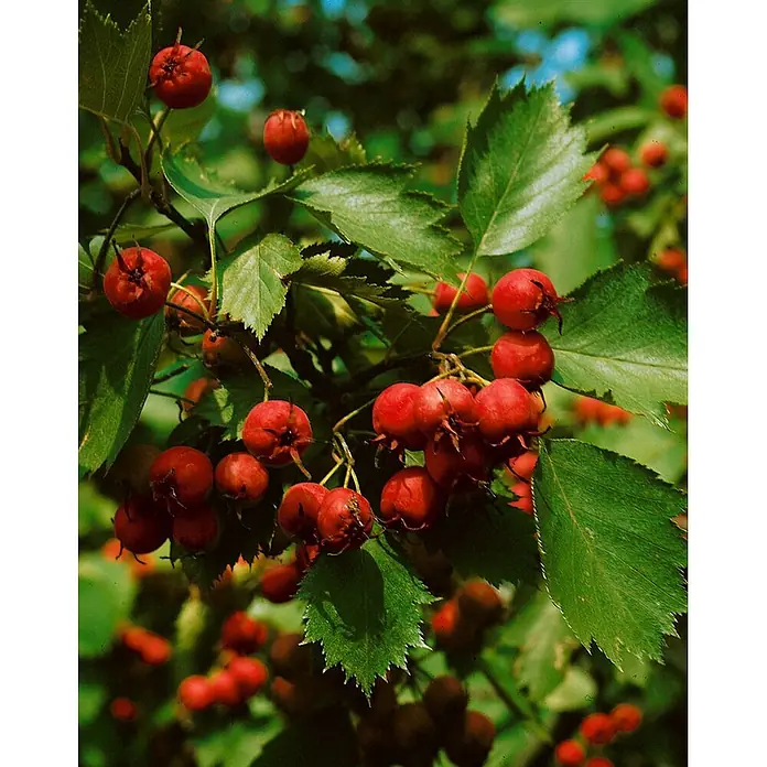 Pflanzen für dich Feuerdorn 150-200 cm - Crataegus coccinea, 150 cm - 200 cm, Weiß - Zweige mit leuchtend roten Beeren und grünen Blättern.