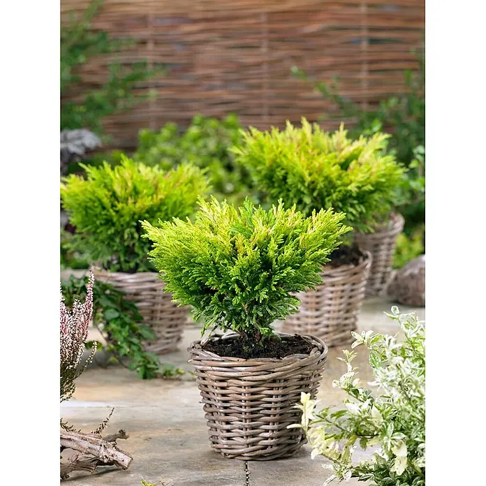 Pflanzen für dich Kriechwacholder 20-25 cm - Juniperus horizontalis 'Limeglow' - Mehrere kleine, grüne Koniferen in rustikalen geflochtenen Weidenkörben auf einer Terrasse.