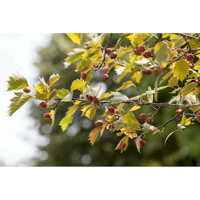 Pflanzen für dich Feuerdorn 150-200 cm - Crataegus coccinea, 150 cm - 200 cm, Weiß - Zweig mit roten Beeren und goldgelben Blättern.