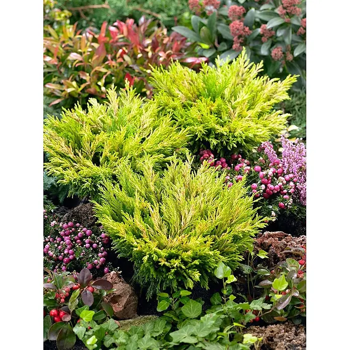 Pflanzen für dich Kriechwacholder 20-25 cm - Juniperus horizontalis 'Limeglow' - Leuchtend gelb-grüne Koniferen in einem Garten mit rotblättrigen Sträuchern, rosa Heidekraut und rot- & rosabeerigen Pflanzen.