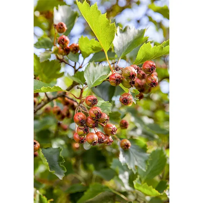 Pflanzen für dich Feuerdorn 150-200 cm - Crataegus coccinea, 150 cm - 200 cm, Weiß - Nahaufnahme von reifenden rötlich-grünen Beeren und grünen Blättern an einem Ast.