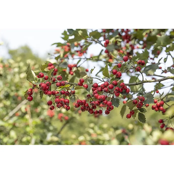 Pflanzen für dich Feuerdorn 150-200 cm - Crataegus coccinea, 150 cm - 200 cm, Weiß - Dicht sitzende rote Beeren an einem Ast mit grünen Blättern.
