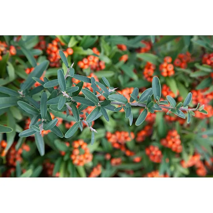 Pflanzen für dich Feuerdorn 40-60 cm - Pyracantha 'Teton', 40 cm - 60 cm, Weiß - Ein Zweig eines grünblättrigen Strauchs mit Büscheln kleiner oranger Beeren, vor unscharfem Hintergrund ähnlichen Laubs.