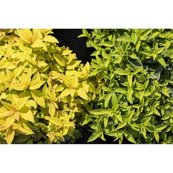 Pflanzen für dich Japanische Prachtspiere 40-60 cm - Spiraea japonica 'Goldflame', Aktuelle Wuchshöhe: 40 cm - 60 cm - Lebendige Ziersträucher. Eine Hälfte mit leuchtend goldgelben Blättern, die andere mit frischen hellgrünen Blättern.