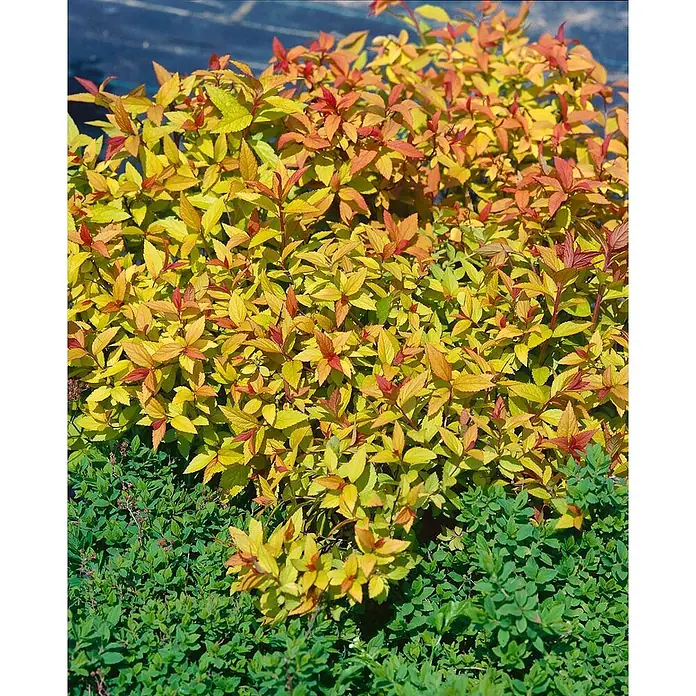 Pflanzen für dich Japanische Prachtspiere 40-60 cm - Spiraea japonica 'Goldflame', Aktuelle Wuchshöhe: 40 cm - 60 cm - Goldgelber Strauch mit rotspitzigen Blättern, über einer Schicht aus kleinem grünem Laub.