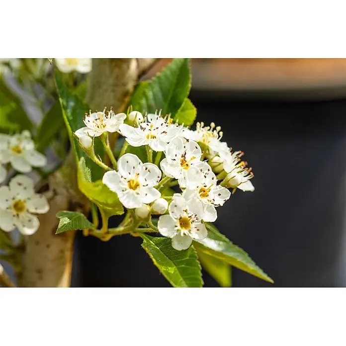 Pflanzen für dich Feuerdorn Leder-Weißdorn - Crataegus × lavalleei 'Carrierei', 80 cm - 100 cm, Weiß - Aroniapflanze mit Trauben kleiner weißer Blüten und grünen Blättern.