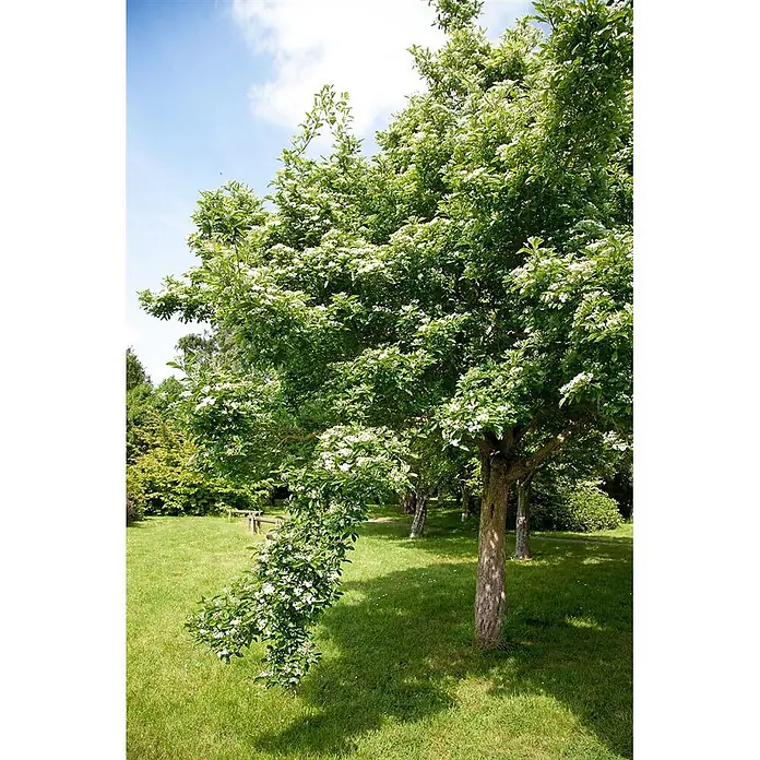 Pflanzen für dich Feuerdorn Leder-Weißdorn - Crataegus × lavalleei 'Carrierei', 80 cm - 100 cm, Weiß - Ein Baum mit weißen Blüten in einem sonnigen Park mit grünem Gras.