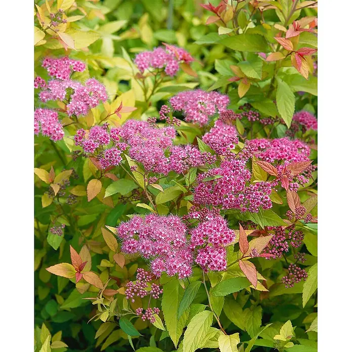 Pflanzen für dich Japanische Prachtspiere 40-60 cm - Spiraea japonica 'Goldflame', Aktuelle Wuchshöhe: 40 cm - 60 cm - Lebhafter Spierstrauch mit kleinen rosa Blüten und hellgrünem, gelb-orangem Laub.