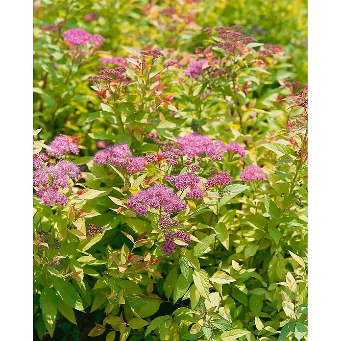 Pflanzen für dich Japanische Prachtspiere 40-60 cm - Spiraea japonica 'Goldflame', Aktuelle Wuchshöhe: 40 cm - 60 cm - Üppiger grüner Strauch mit Büscheln kleiner rosa Blüten.