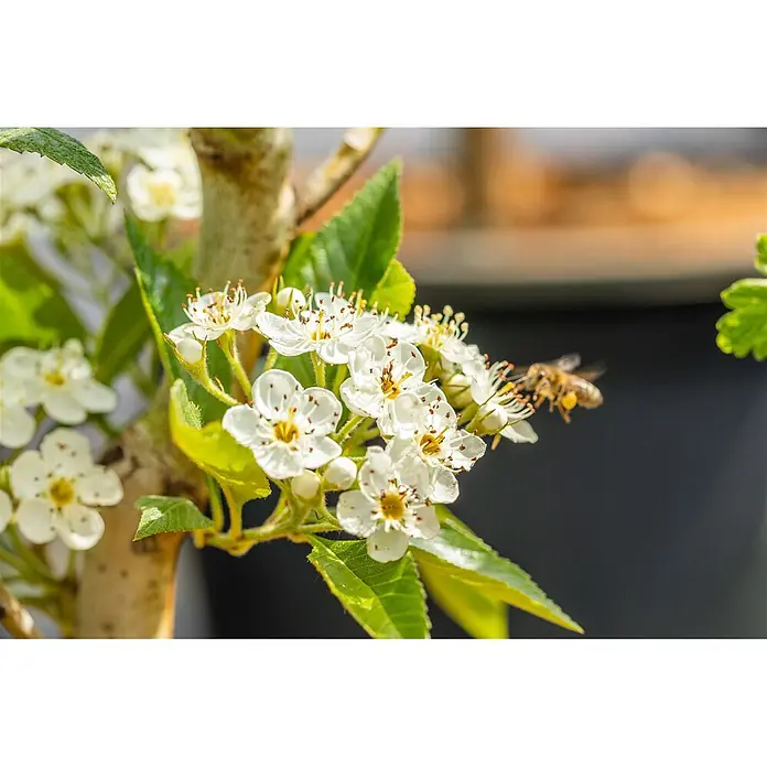Pflanzen für dich Feuerdorn Leder-Weißdorn - Crataegus × lavalleei 'Carrierei', 80 cm - 100 cm, Weiß - Blütenstand weißer Blüten mit gelber Mitte und braunen Staubblättern an einem grünen Zweig, eine Biene sammelt Pollen.
