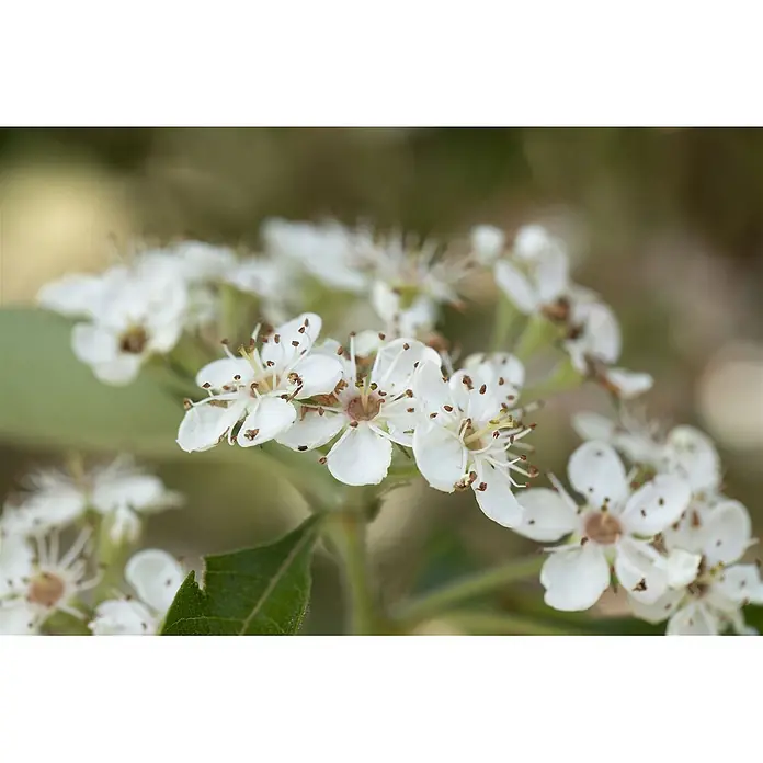 Pflanzen für dich Feuerdorn Leder-Weißdorn - Crataegus × lavalleei 'Carrierei', 80 cm - 100 cm, Weiß - Gruppe kleiner weißer Blüten mit braunen Staubblättern und grünen Blättern.