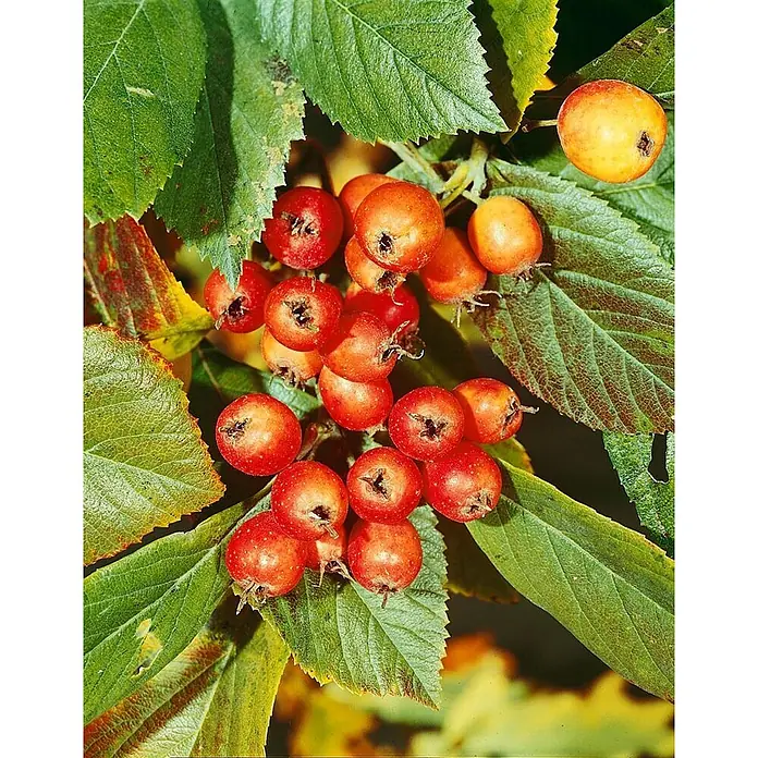 Pflanzen für dich Feuerdorn Leder-Weißdorn - Crataegus × lavalleei 'Carrierei', 80 cm - 100 cm, Weiß - Bündel runder, rot-oranger Beeren an einem Ast mit grünen und herbstfarbenen Blättern.