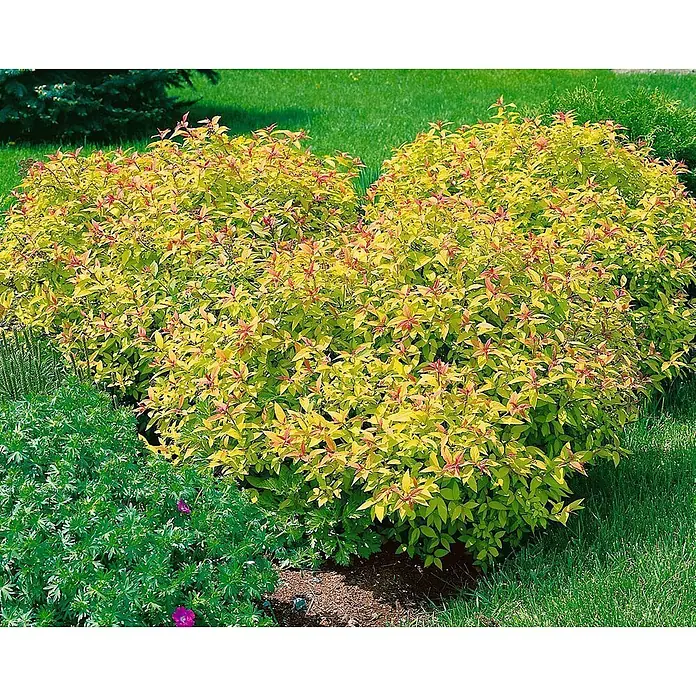 Pflanzen für dich Japanische Prachtspiere 40-60 cm - Spiraea japonica 'Goldflame', Aktuelle Wuchshöhe: 40 cm - 60 cm - Üppige Ziersträucher mit leuchtend goldgelben Blättern, teils rot gespitzt, für helle Gartenakzente.