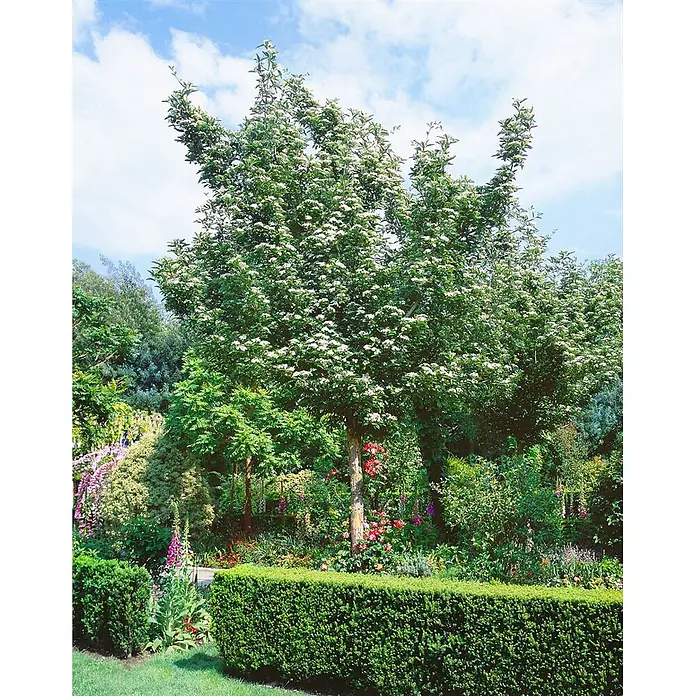 Pflanzen für dich Feuerdorn Leder-Weißdorn - Crataegus × lavalleei 'Carrierei', 80 cm - 100 cm, Weiß - Üppiger Garten mit einem großen Baum voller weißer Blüten, lebhaften Blumen und einer gepflegten grünen Hecke.