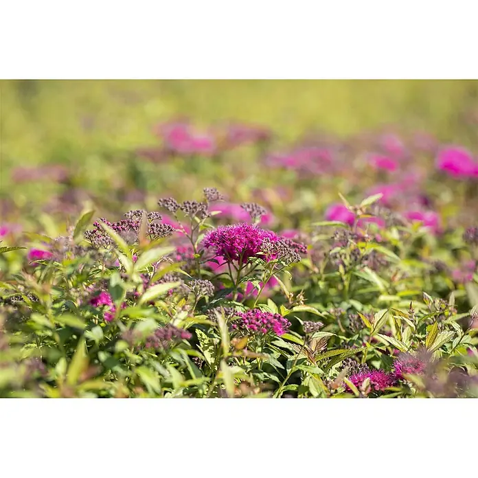 Pflanzen für dich Japanische Prachtspiere 30-40 cm - Spiraea japonica 'Anthony Waterer', Aktuelle Wuchshöhe: 30 cm - 40 cm - Leuchtend rosa Spiersträucher mit grünen Blättern in einem sonnigen Feld, mit Blüten und Knospen.