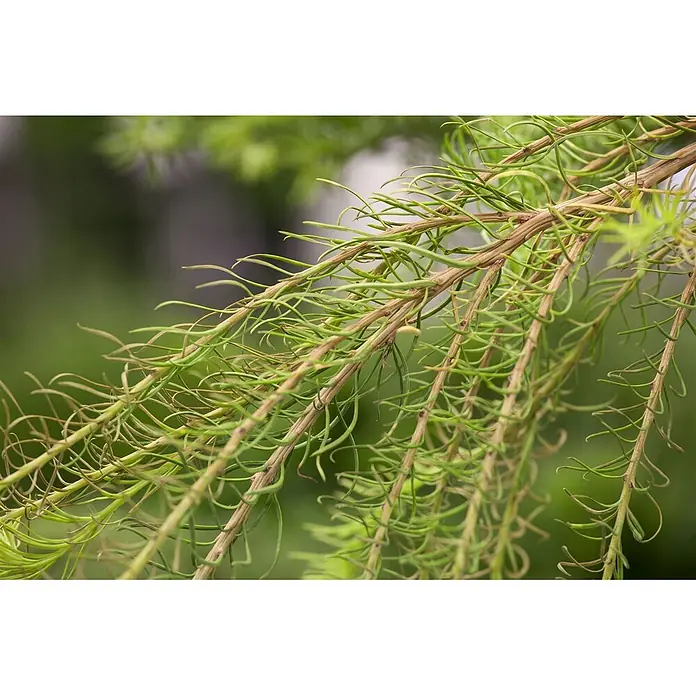 Pflanzen für dich Japanische Lärche 200-250 cm - Larix decidua - Lebhaft grüne, feine nadelartige Blätter an dünnen braunen Ästen, sanft herabhängend.