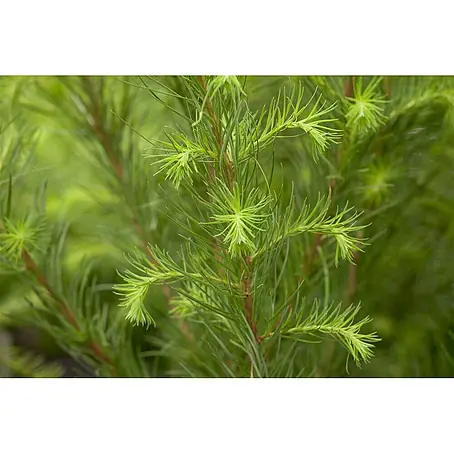 Pflanzen für dich  Japanische Lärche 200-250 cm