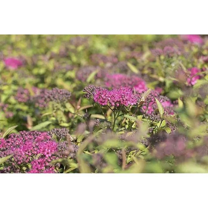 Pflanzen für dich Japanische Prachtspiere 30-40 cm - Spiraea japonica 'Anthony Waterer', Aktuelle Wuchshöhe: 30 cm - 40 cm - Ein Beet leuchtend fuchsia-rosa Spiersträucher mit grünen Blättern im Garten.
