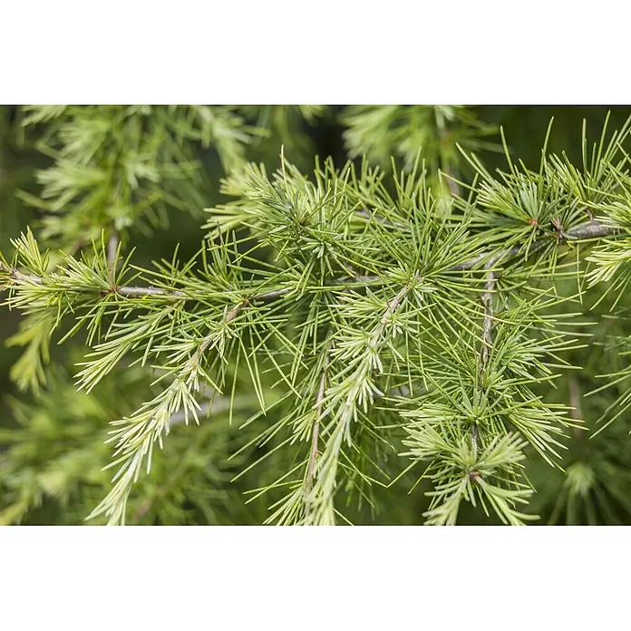 Pflanzen für dich Japanische Lärche 200-250 cm - Larix decidua - Nahaufnahme von hellgrünen Nadelbaumzweigen mit weichen, gebündelten Nadeln.