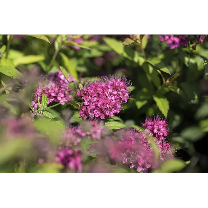 Pflanzen für dich Japanische Prachtspiere 30-40 cm - Spiraea japonica 'Anthony Waterer', Aktuelle Wuchshöhe: 30 cm - 40 cm - Dichte Ansammlungen leuchtend pinker Blüten an einem grünen Strauch.