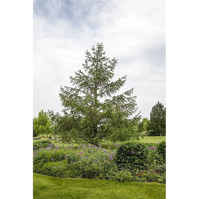 Pflanzen für dich Japanische Lärche 200-250 cm - Larix decidua - Ein hoher Nadelbaum in einem üppigen grünen Garten mit leuchtend violetten Alliumblüten unter bewölktem Himmel.