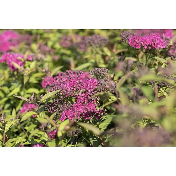 Pflanzen für dich Japanische Prachtspiere 30-40 cm - Spiraea japonica 'Anthony Waterer', Aktuelle Wuchshöhe: 30 cm - 40 cm - Leuchtend rosa Blüten mit grünen Blättern an einer Pflanze.