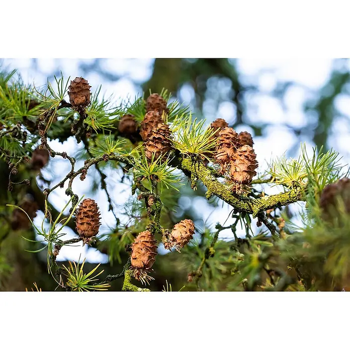 Pflanzen für dich Japanische Lärche 200-250 cm - Larix decidua - Nahaufnahme eines Lärchenasts mit braunen Zapfen und leuchtend grünen Nadeln.