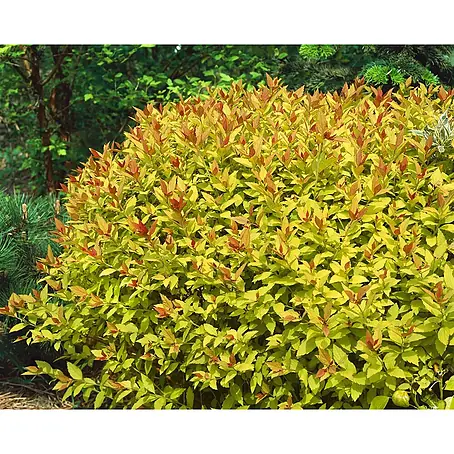 Pflanzen für dich  Japanische Prachtspiere 25-30 cm