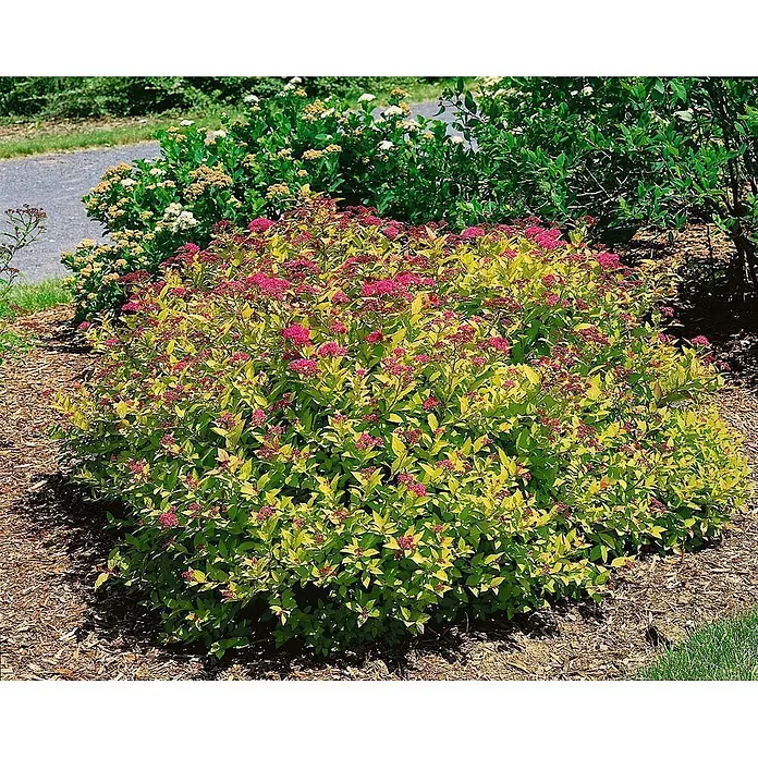 Pflanzen für dich Japanische Prachtspiere 25-30 cm - Spiraea japonica 'Magic Carpet', Aktuelle Wuchshöhe: 25 cm - 30 cm - Blühender Strauch mit leuchtend goldgelben Blättern und kleinen rosa Blüten, in einem Gartenbeet gepflanzt.