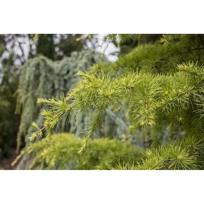 Pflanzen für dich Japanische Lärche 200-250 cm - Larix decidua - Nahaufnahme von leuchtend grünem, nadelförmigem Laub an Ästen.