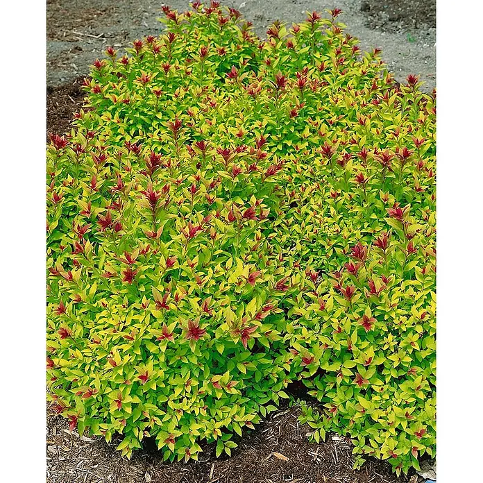 Pflanzen für dich Japanische Prachtspiere 25-30 cm - Spiraea japonica 'Magic Carpet', Aktuelle Wuchshöhe: 25 cm - 30 cm - Ein lebendiger Strauch mit hellgelb-grünem Laub und auffälligem rotem Neuaustrieb.