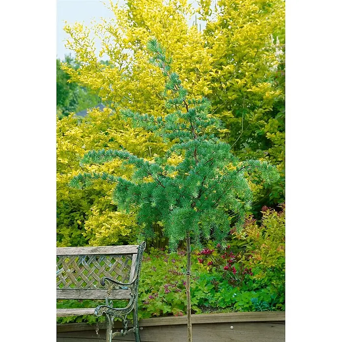Pflanzen für dich Japanische Lärche Japanische Lärche - Larix kaempferi 'Diana' - Ein kleiner, grüner Larix-Baum mit schlankem Stamm und weichen Nadeln steht in einem Garten mit gelbem Busch im Hintergrund und einer Bank links.