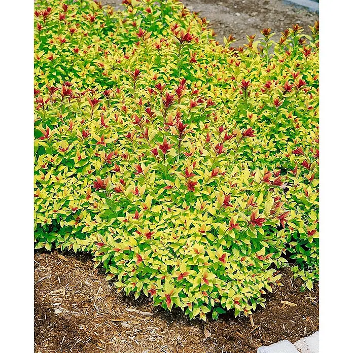 Pflanzen für dich Japanische Prachtspiere 25-30 cm - Spiraea japonica 'Magic Carpet', Aktuelle Wuchshöhe: 25 cm - 30 cm - Leuchtend gelb-grüner Strauch mit rotem Neuaustrieb, gepflanzt in einem Mulchbeet.