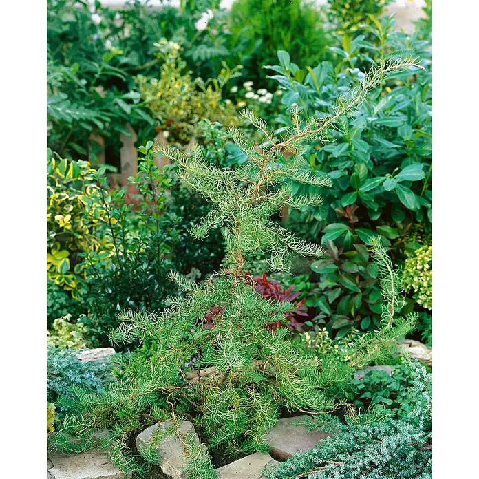 Pflanzen für dich Japanische Lärche Japanische Lärche - Larix kaempferi 'Diana' - Grüner, fein genadelter Zwergkonifer mit rötlichen Stielen, wächst zwischen Gartensteinen.