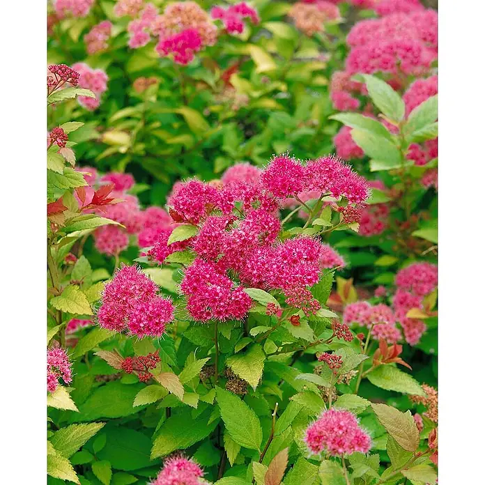 Pflanzen für dich Japanische Prachtspiere 25-30 cm - Spiraea japonica 'Magic Carpet', Aktuelle Wuchshöhe: 25 cm - 30 cm - Leuchtend pinke Spierstrauchblüten an einem Busch mit grünem Laub.