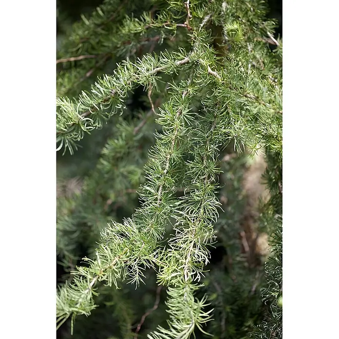 Pflanzen für dich Japanische Lärche Japanische Lärche - Larix kaempferi 'Diana' - Nahaufnahme von leuchtend grünem Koniferenlaub mit weichen, nadelartigen Blättern an mehreren Zweigen.