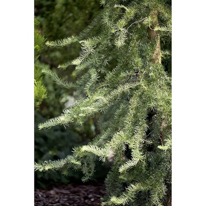 Pflanzen für dich Japanische Lärche Japanische Lärche - Larix kaempferi 'Diana' - Nahaufnahme einer Konifere mit hellgrünen Nadeln an ausladenden Ästen.