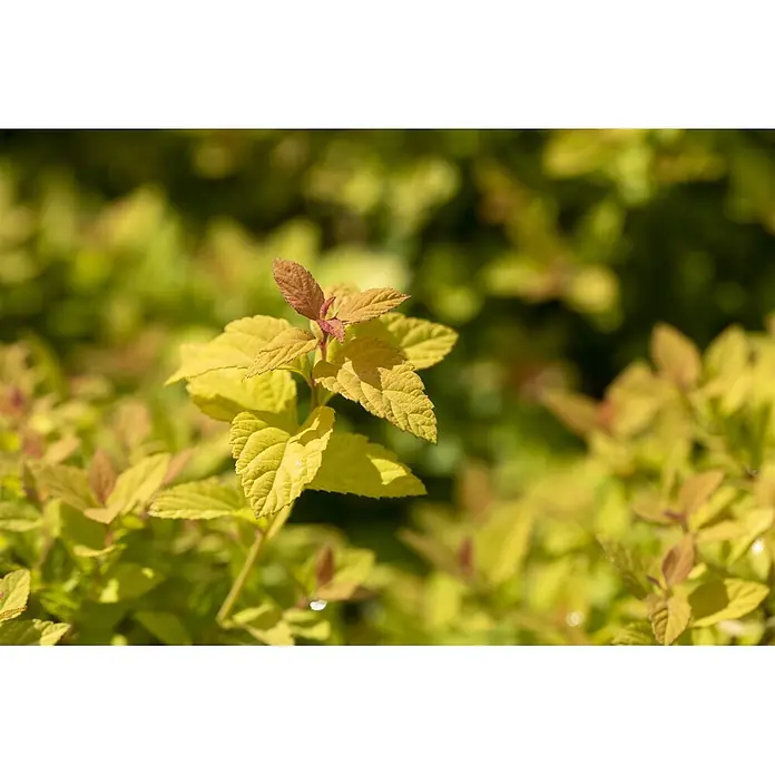 Pflanzen für dich Japanische Prachtspiere 25-30 cm - Spiraea japonica 'Magic Carpet', Aktuelle Wuchshöhe: 25 cm - 30 cm - Ast mit leuchtend gelb-grünen Blättern, einige neue Triebe in rotbraunen Tönen.