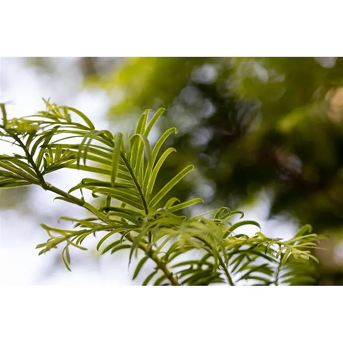 Pflanzen für dich Japanische Lärche 40-50 cm - Metasequoia glyptostroboides 'Hamlet's Broom' - Leuchtend grüne, schlanke Blätter an Pflanzenzweigen, mit neuem Wachstum und leicht gekräuselten Spitzen.