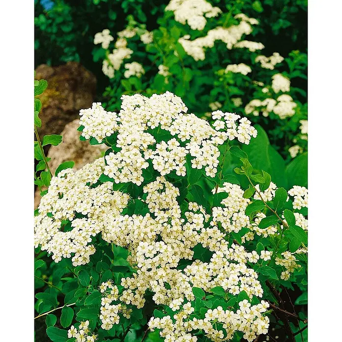 Pflanzen für dich Japanische Prachtspiere 40-60 cm - Spiraea nipponica 'Halward's Silver', Aktuelle Wuchshöhe: 40 cm - 60 cm - Üppiger grüner Strauch mit zahlreichen kleinen weißen Blüten in einem Garten.