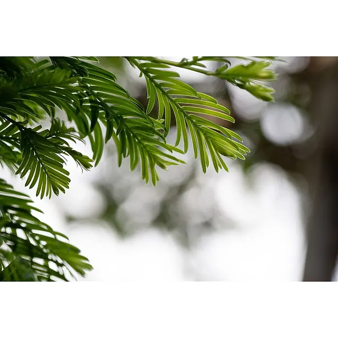 Pflanzen für dich Japanische Lärche 40-50 cm - Metasequoia glyptostroboides 'Hamlet's Broom' - Nahaufnahme von leuchtend grünen Pflanzenblättern, frisch und detailliert, mit weichem, unscharfem Hintergrund.