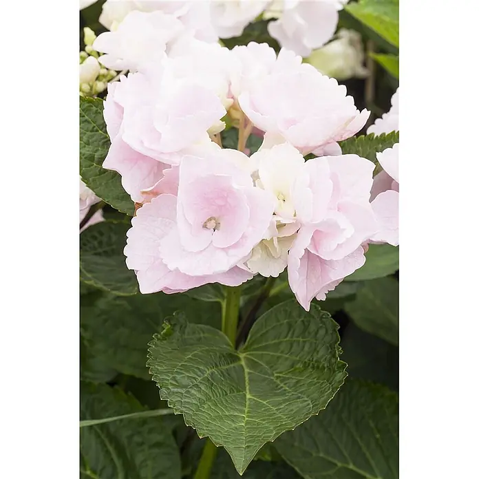 Pflanzen für dich Teller-Hortensie 50-60 cm - Hydrangea macrophylla 'Hovaria® Hobella', Rosa - Nahaufnahme einer blühenden Hortensie mit zartrosa Blüten und strukturierten, dunkelgrünen Blättern.
